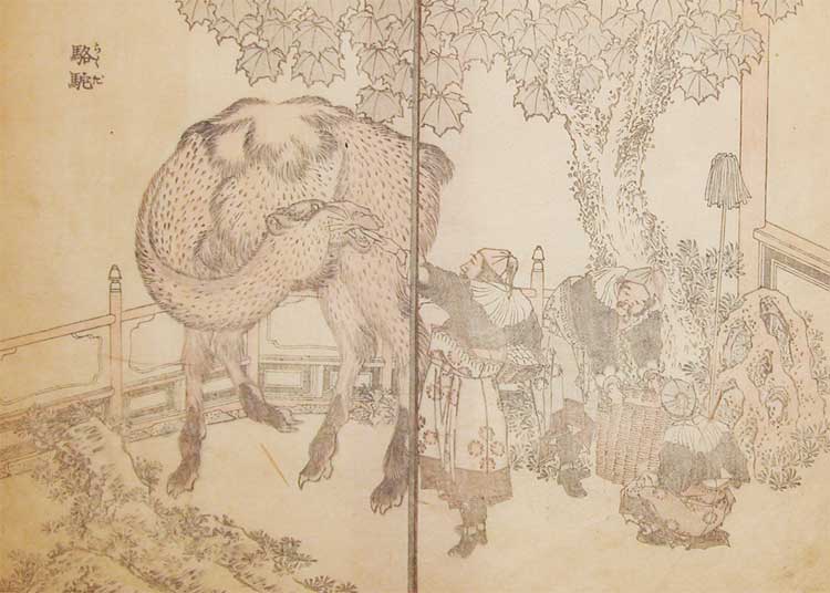 Camel - Katsushika Hokusai Übersetzung: Kamele – Katsushika Hokusai — Katsushika Hokusai