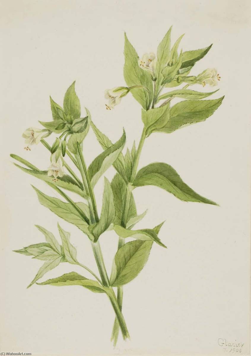 Yellow Willow Weed (epilobium Lutem) — Mary Morris Vaux Walcott