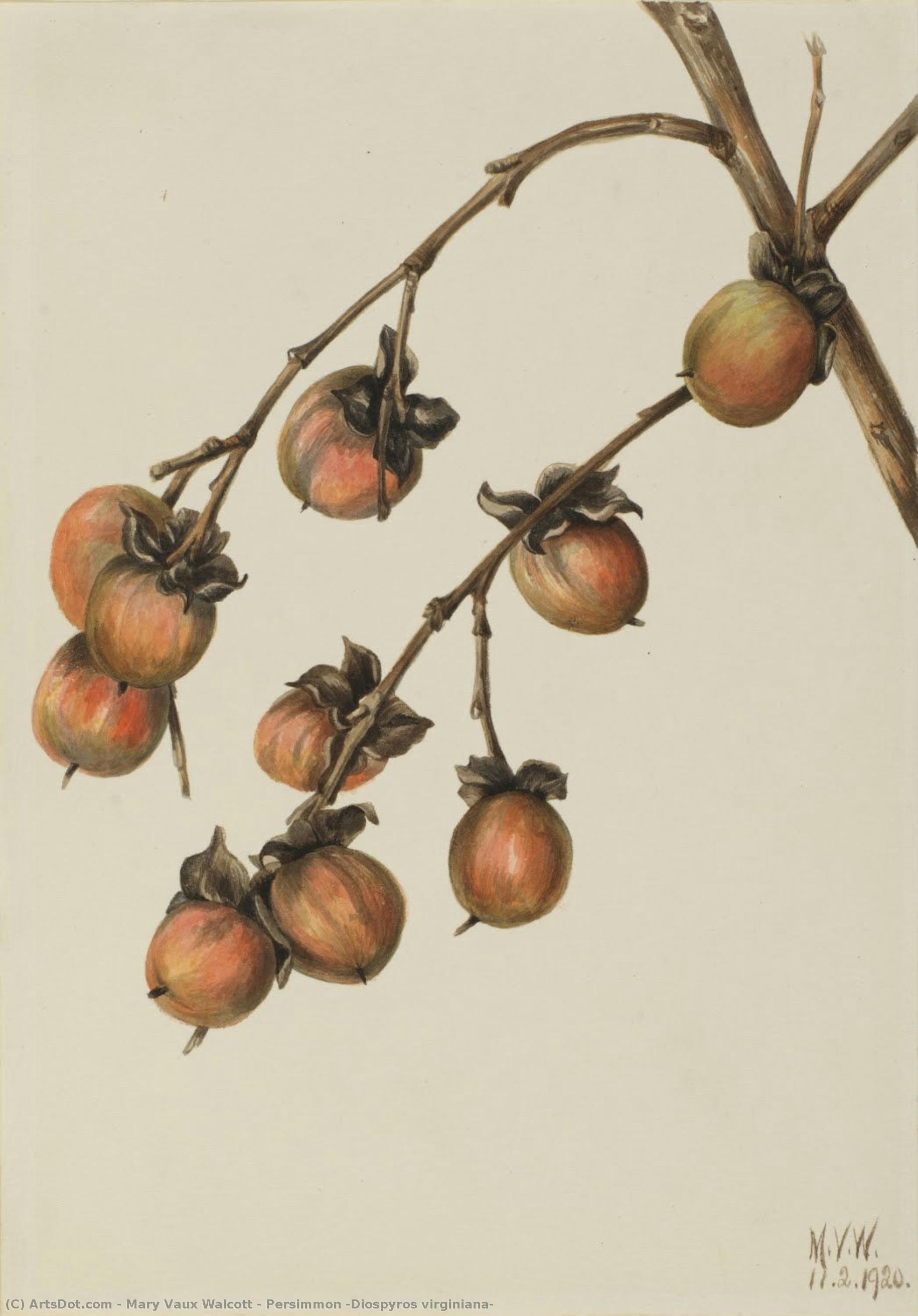 Persimmon (diospyros Virginiana) — Мери Вокс Волкотт