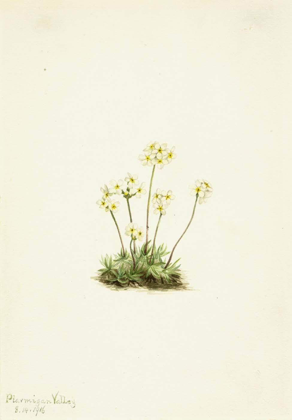 Sweet Androsace (androsace Carinata) — Mary Vaux Walcott