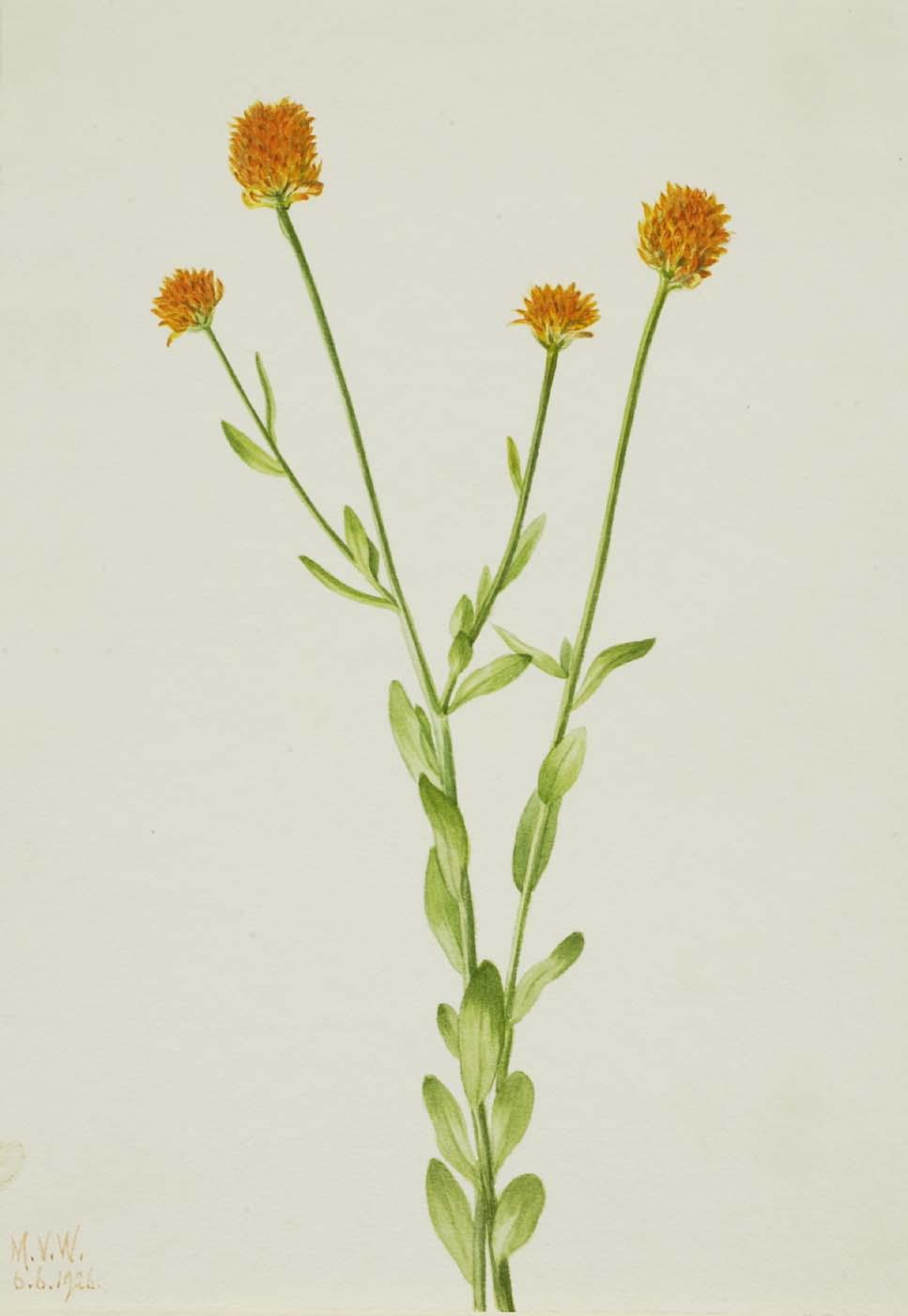 Orange Polygala (polygala Lutea) — Mary Vaux Walcott