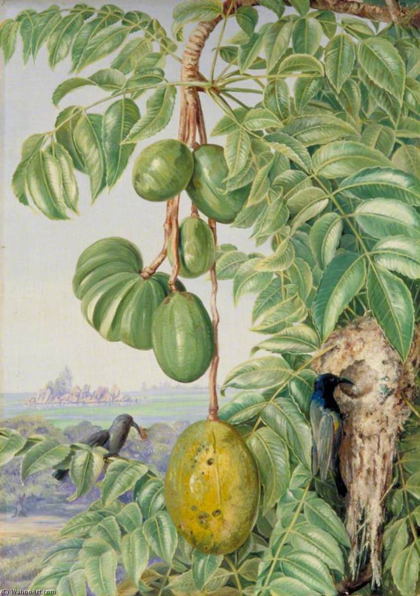 Fruit De Cythere Und Zuckervögel Und Nest, Seychellen — Marianne North