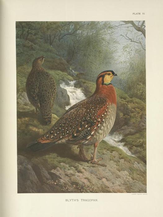 Blyth's Tragopan (tragopan Blythi Blythi) — Archibald Thorburn