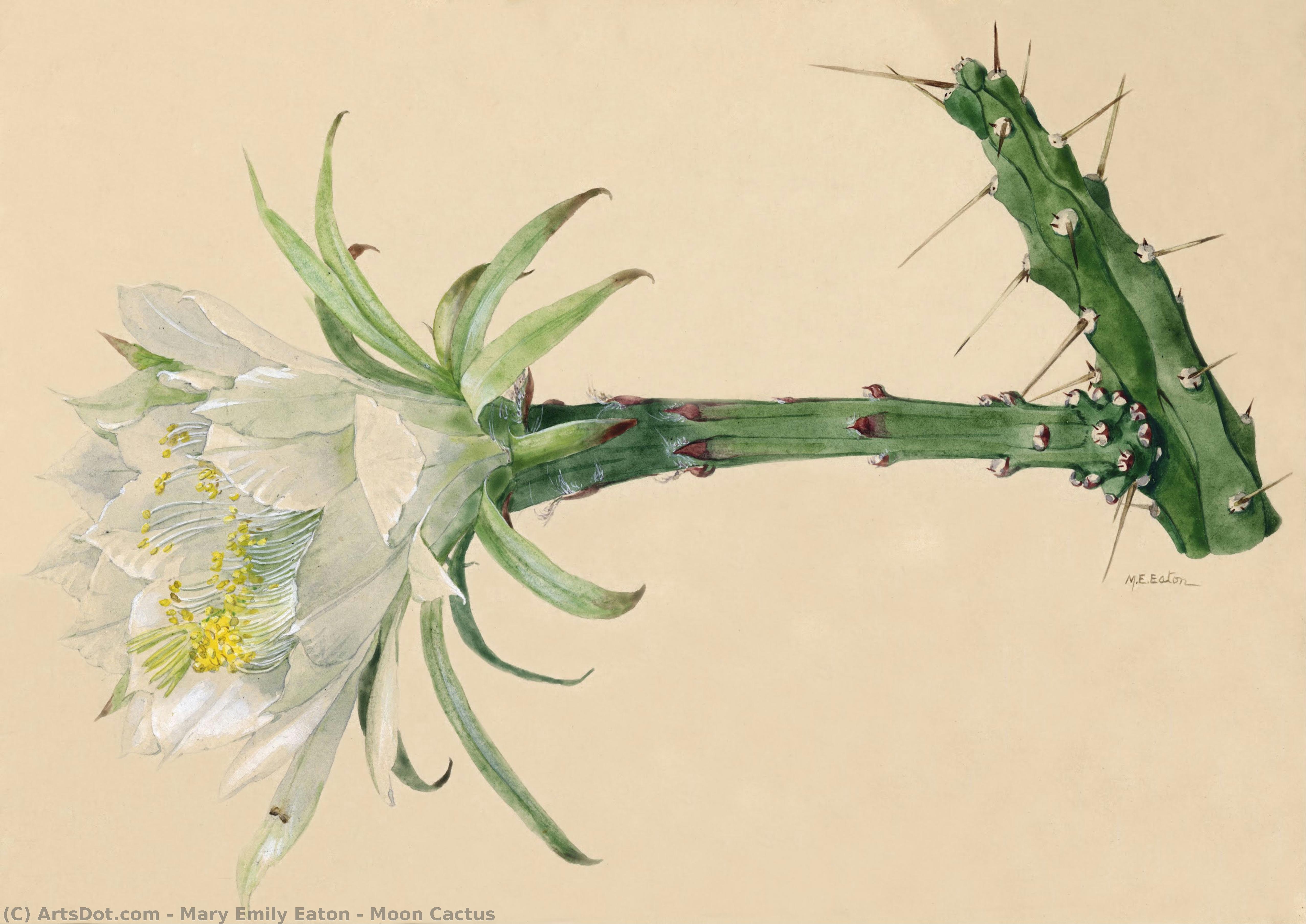 Moon Cactus — Mary Emily Eaton