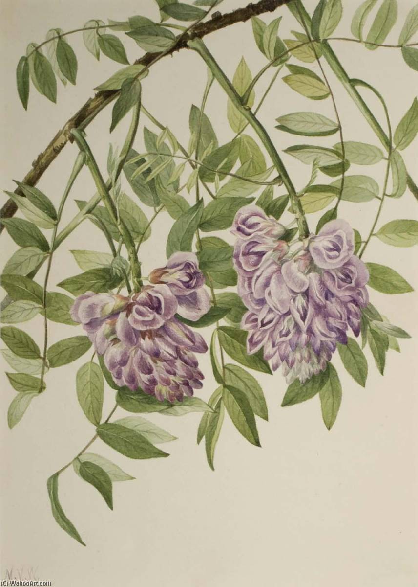 American Wisteria (kraunhia Frutescens) — Mary Vaux Walcott