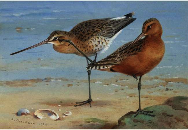 A Pair Of Bar-tailed Godwit — Archibald Thorburn