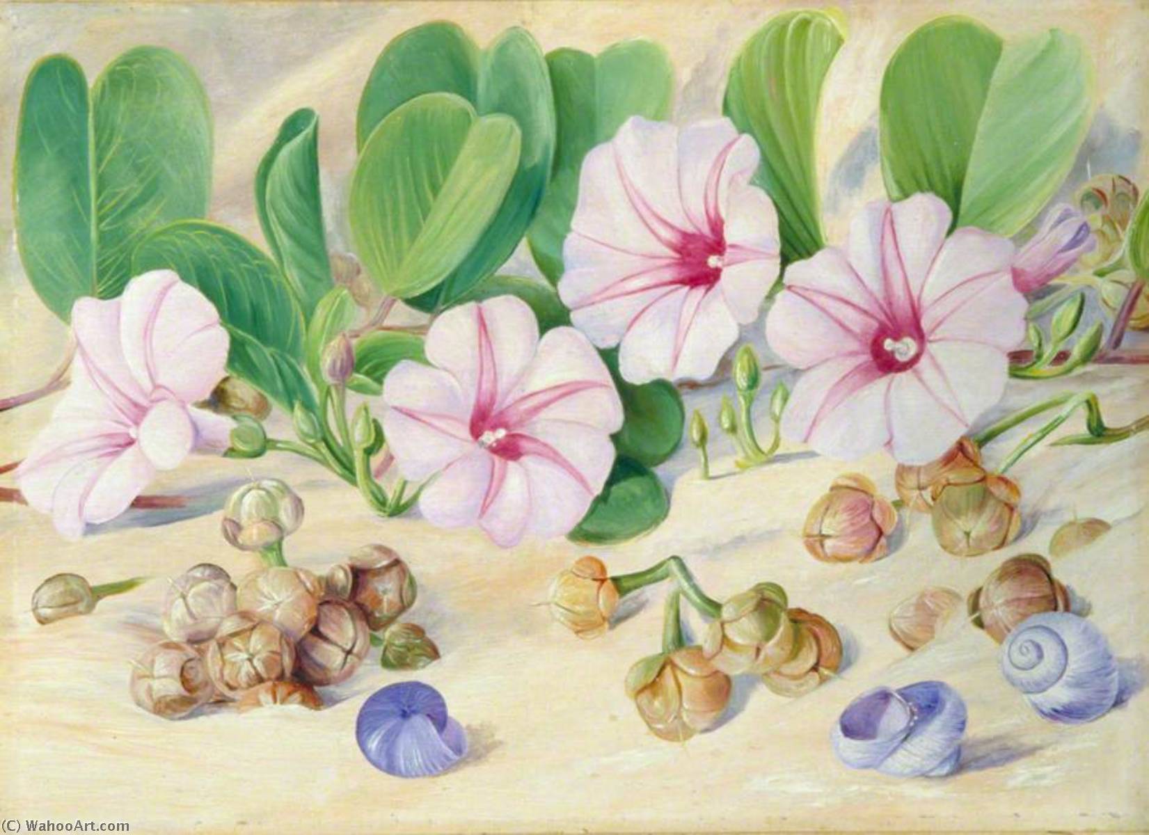 Eine Gewöhnliche Pflanze An Sandigen Meeresufern Der Tropen — Marianne North