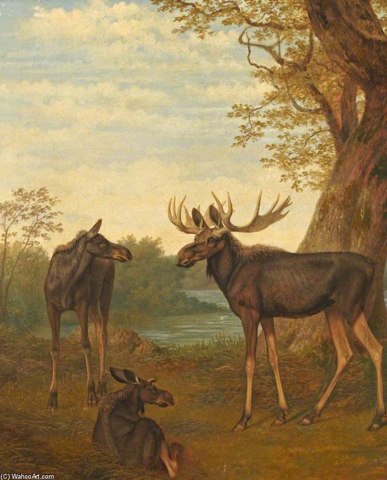 Moose — Жак Лоран Агассе