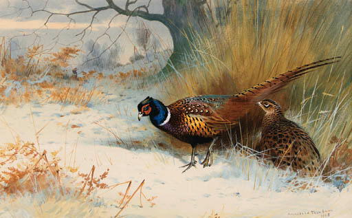A Cock And Hen Pheasant In Winter, On The Edge Of The Covert — Archibald Thorburn