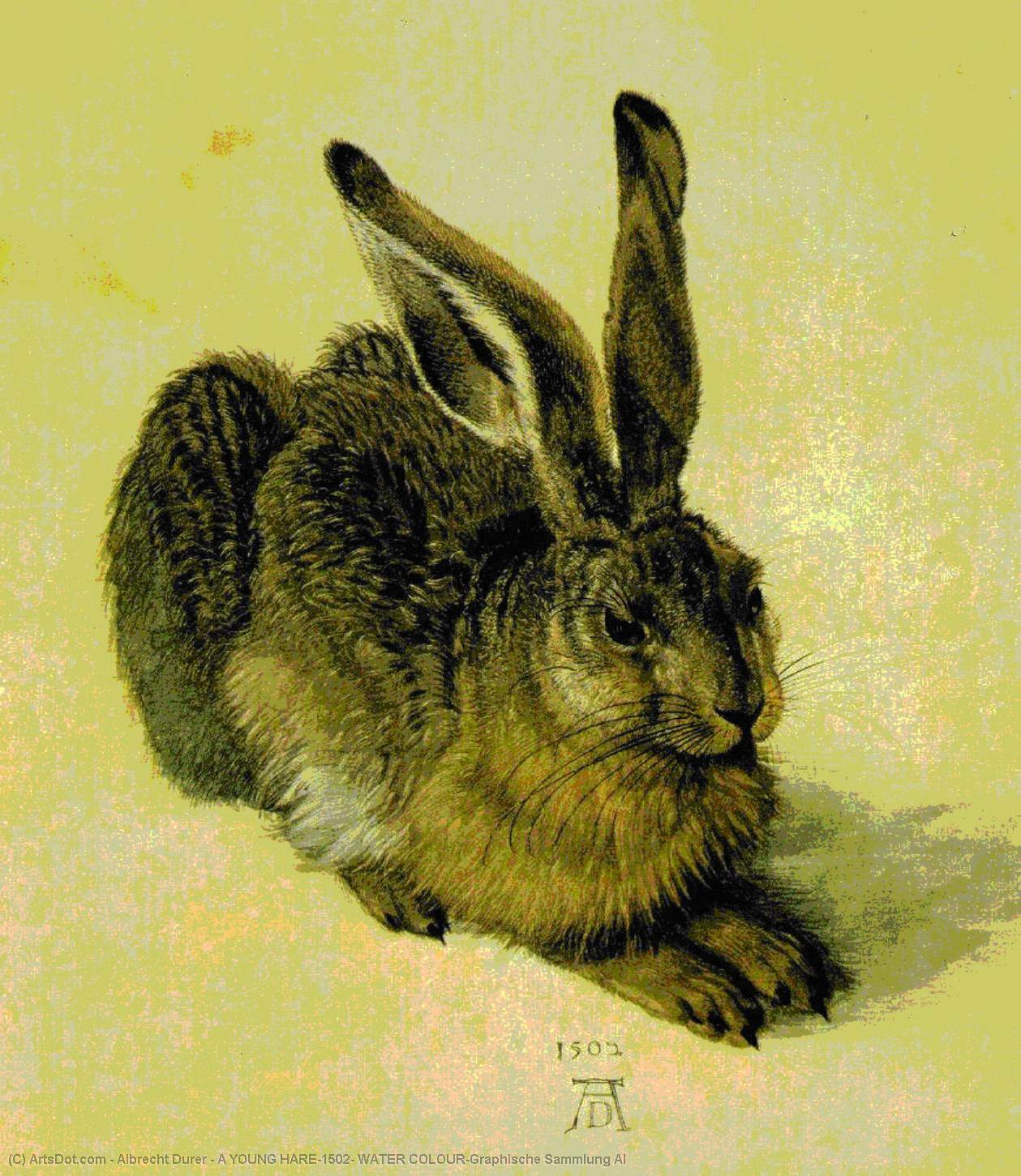 A Young Hare,1502, Water Colour,graphische Sammlung Al — Albrecht Dürer