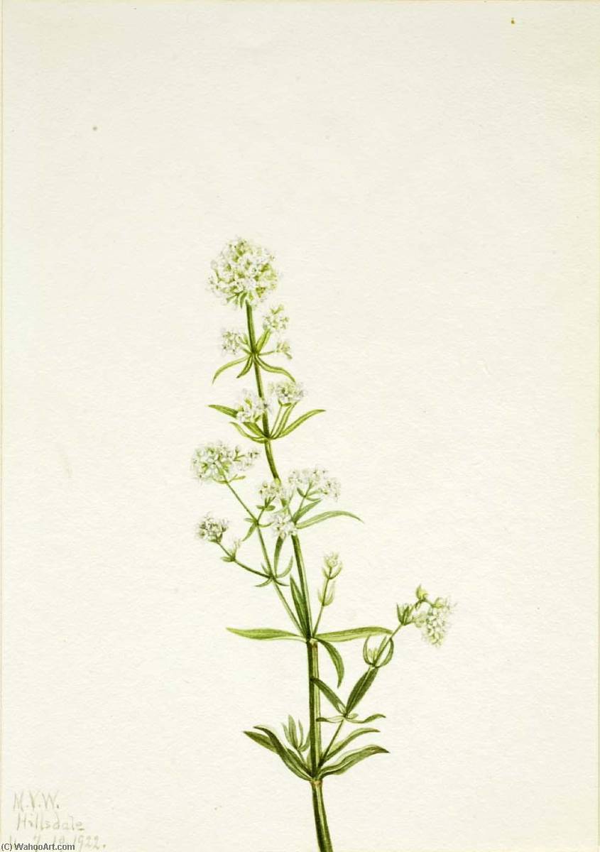 Northern Bedstraw (galium Boreale) — Mary Vaux Walcott