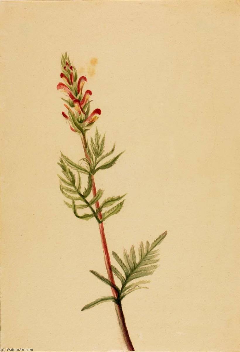 Pedicularis Bracteosa — Мэри Вокс Уолкотт