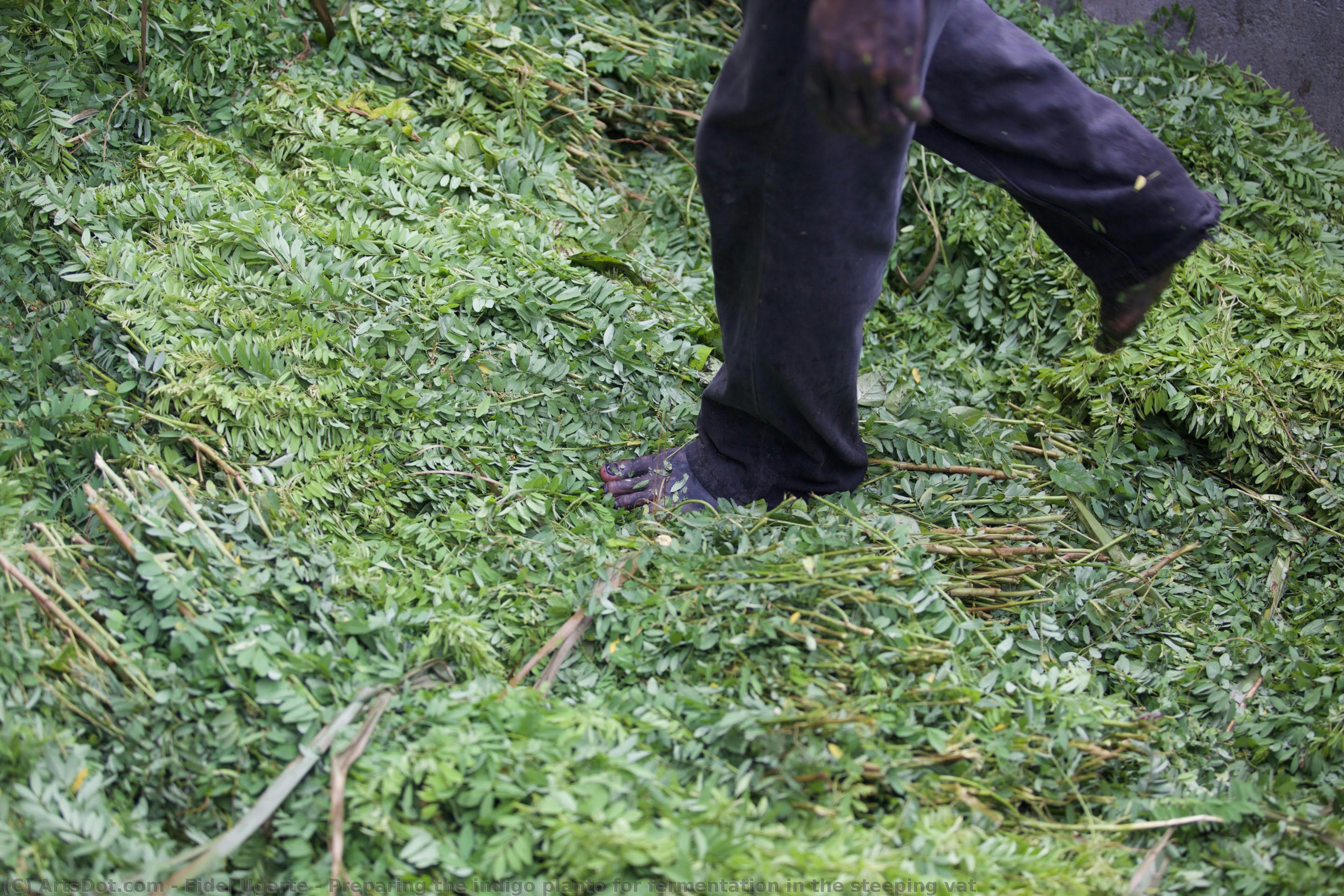 Preparing The Indigo Planto For Fermentation In The Steeping Vat — Fidel Ugarte
