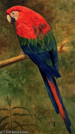 Red And Blue Macaw — Henry Stacy Marks