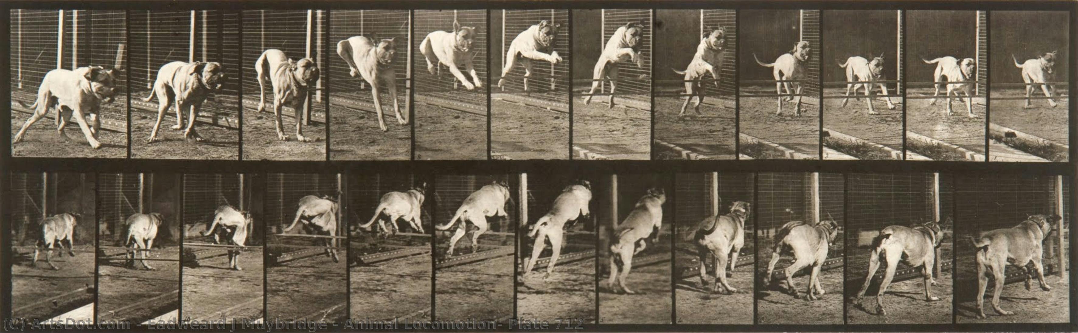 Animal Locomotion, Plate 712 — Eadweard Muybridge