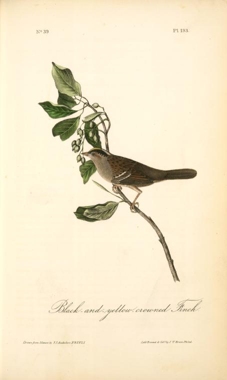 Black-and-yellow-crowned Finch — John James Audubon