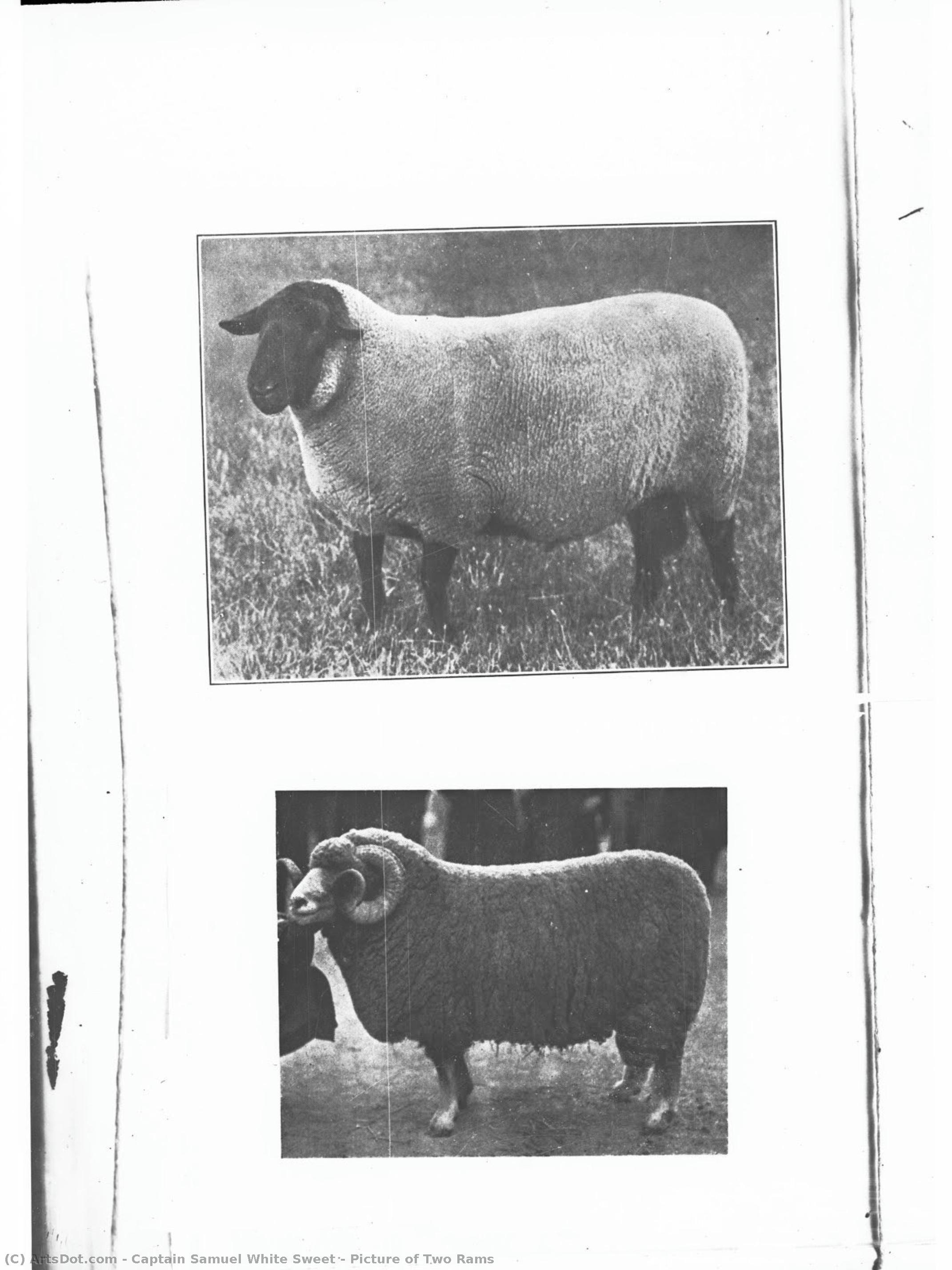 Picture Of Two Rams — Capitán Samuel White Sweet