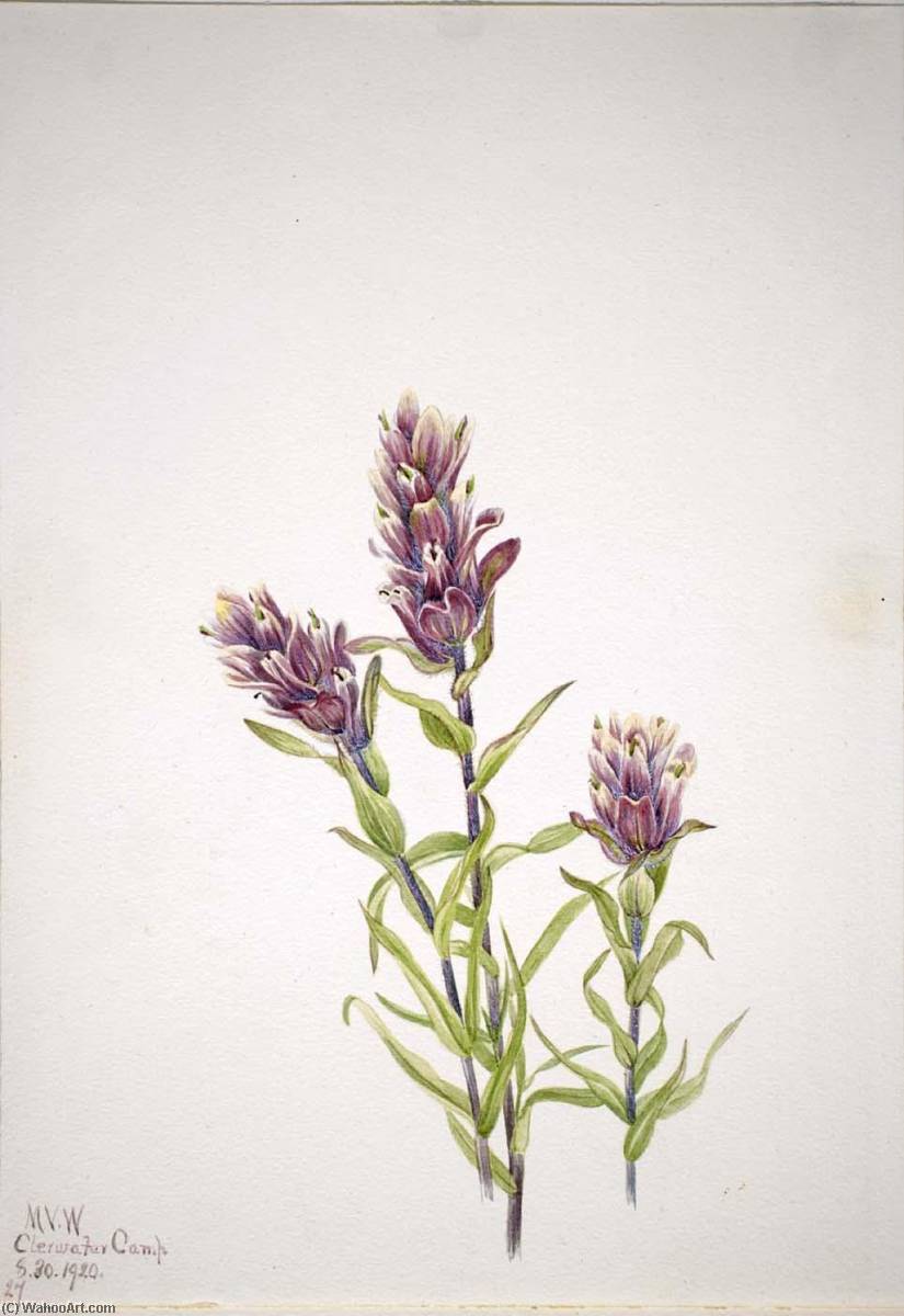 Rose Paintbrush (castilleja Pallida) — Mary Vaux Walcott