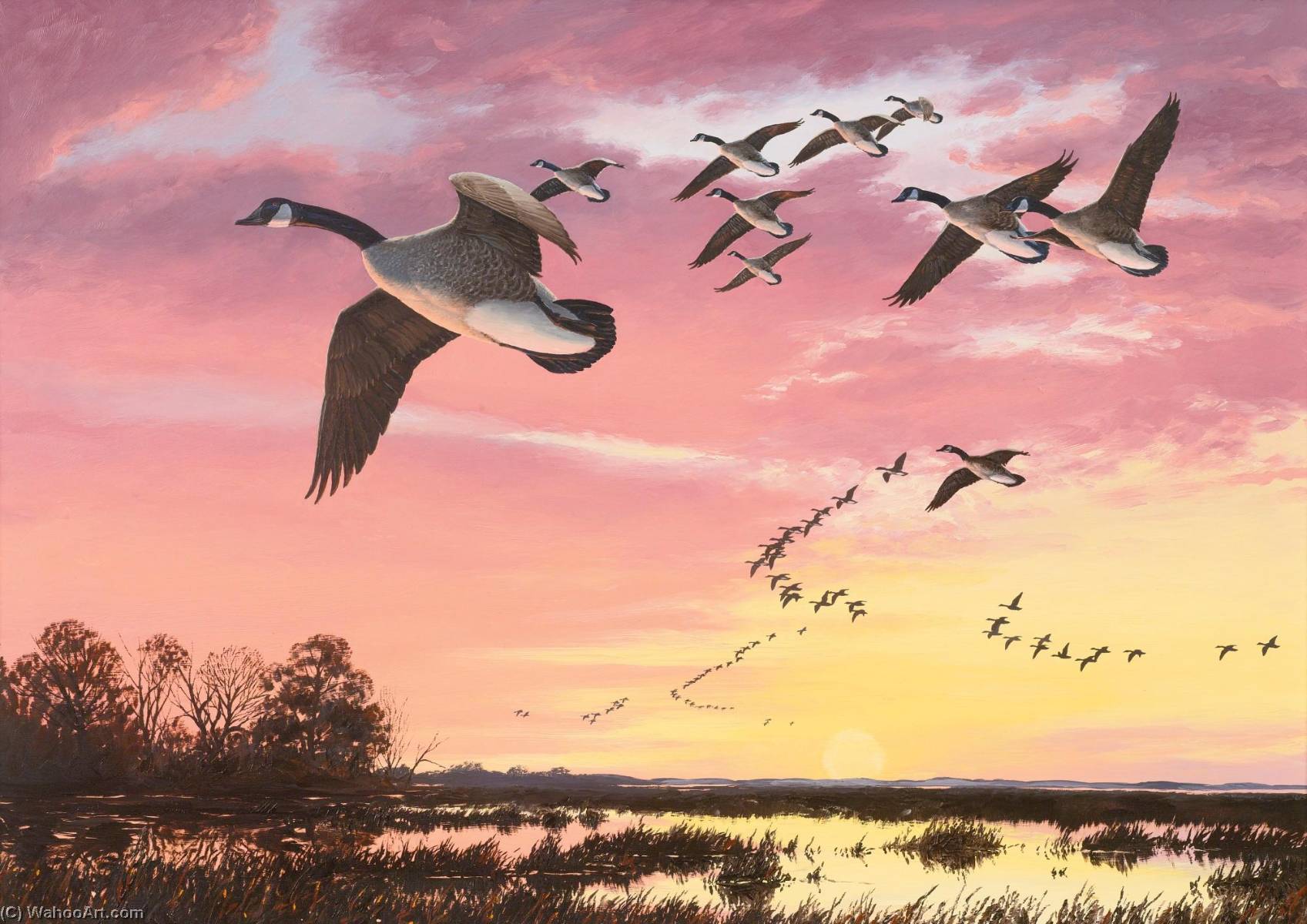 Canada Geese In Flight Against A Red Sky — David Maass