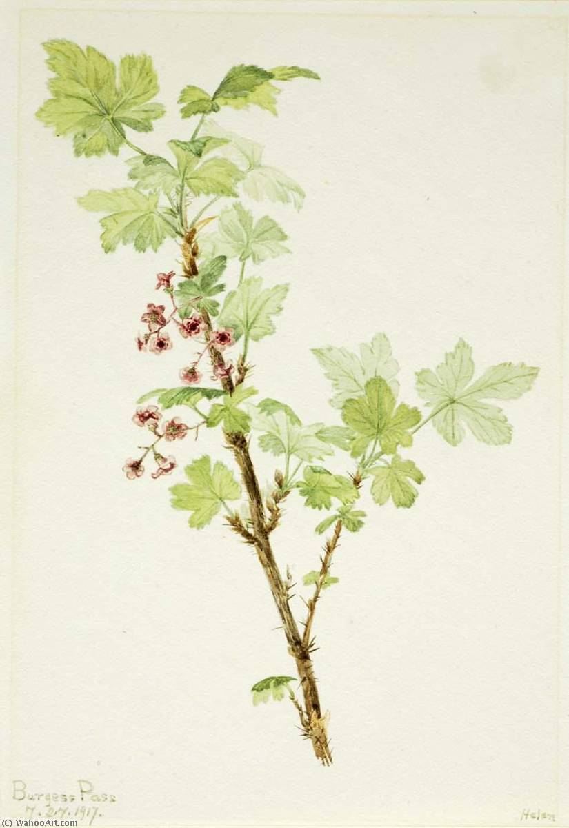 Grosellero Espinoso (ribes Lacustre) — Mary Vaux Walcott