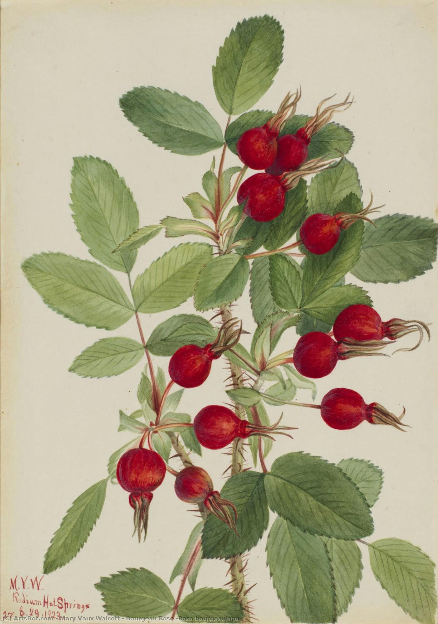 Bourgeau Rose (rosa Bourgeauiana) — メアリー・ヴォー・ウォルコット