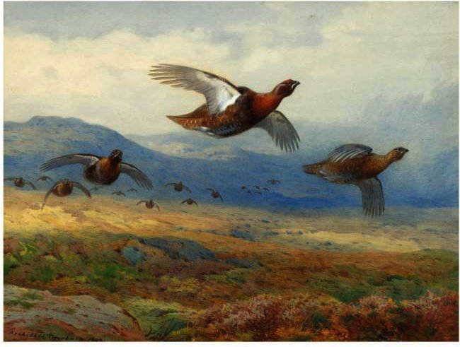 A Covey Of Grouse In Flight — Archibald Thorburn