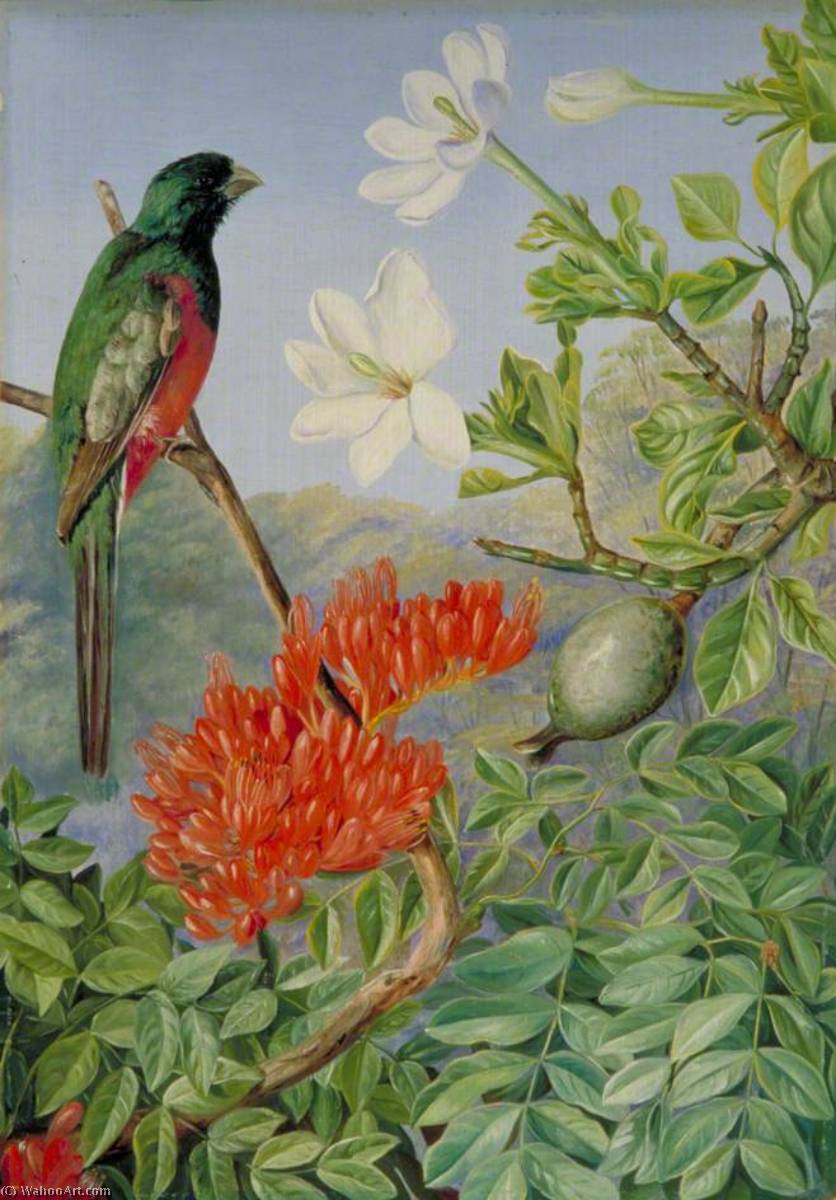 Zwei Blühende Sträucher Aus Natal Und Ein Trogon — Marianne North