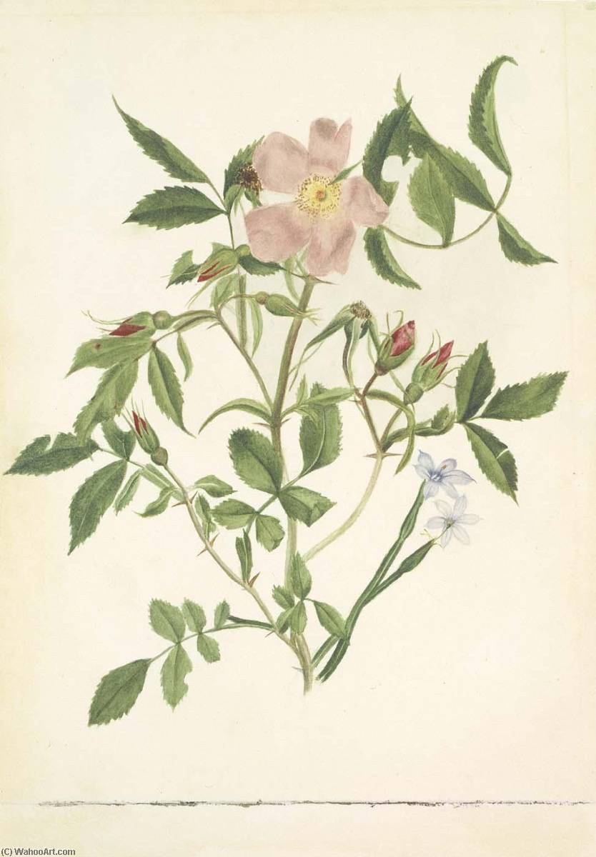 Wild Rose And Blue Eyed Grass (rosa Species And Sisyrinchium Species) — Mary Vaux Walcott