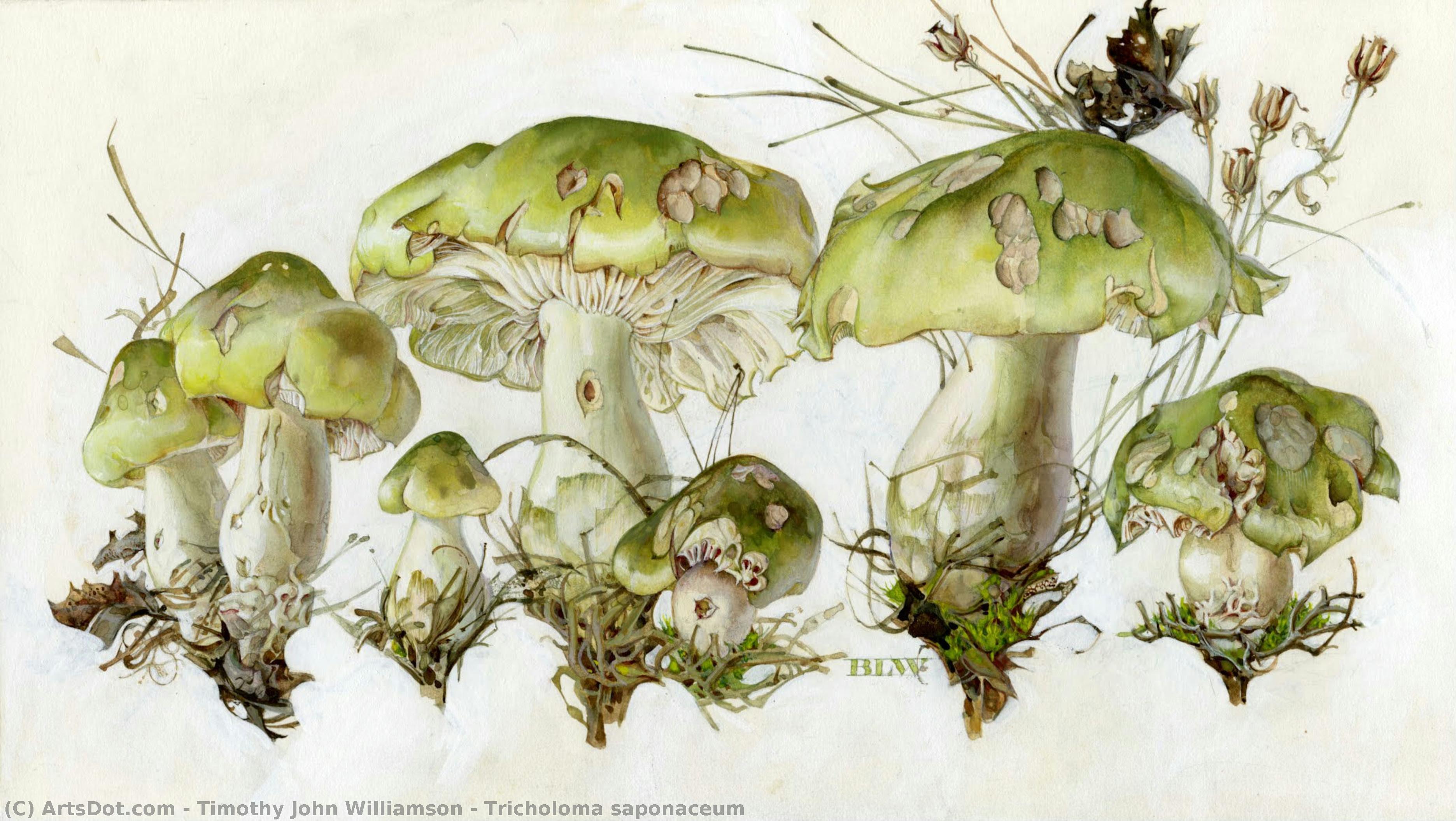 Tricholoma Saponaceum — Timothy John Williamson