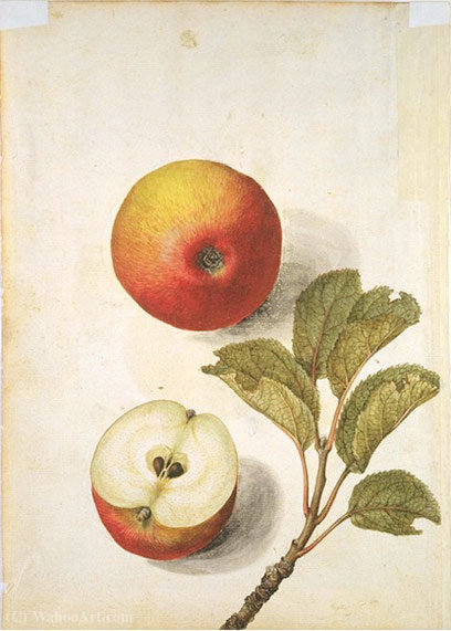 Apple — Jacques (de Morgues) Le Moyne