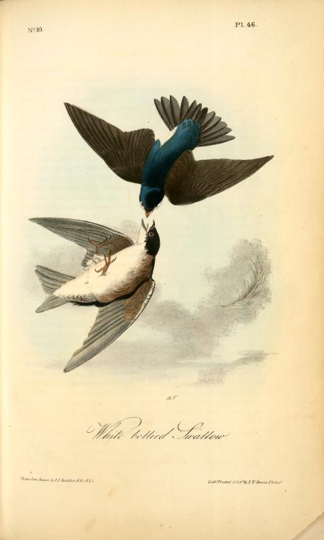 Whit-bellied Swallow — John James Audubon