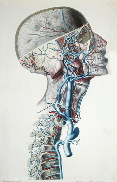 Veins And Arteries In The Head, Plate From 'searches Anatomical, Physiological And Pathological On The Venous System' — Antoine Chazal