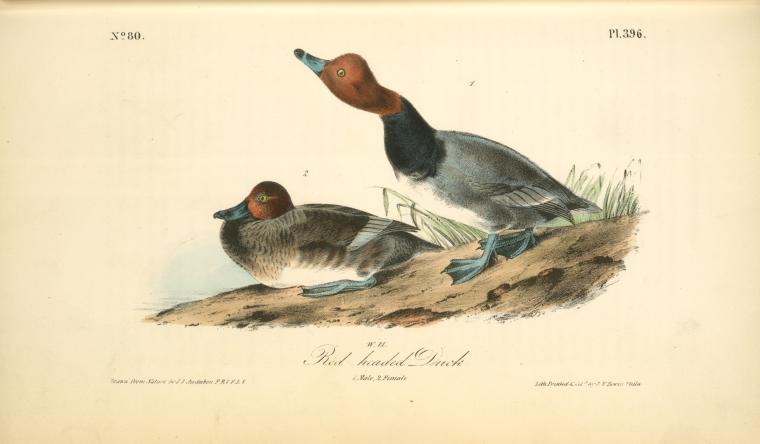 Red-headed Duck. 1. Male. 2. Female — John James Audubon