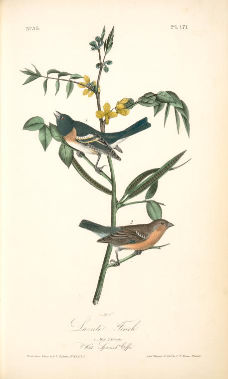 Lazuli Finch. 1. Male. 2. Female. (wild Spanish Coffee. Cassia Occidentalis) — John James Audubon