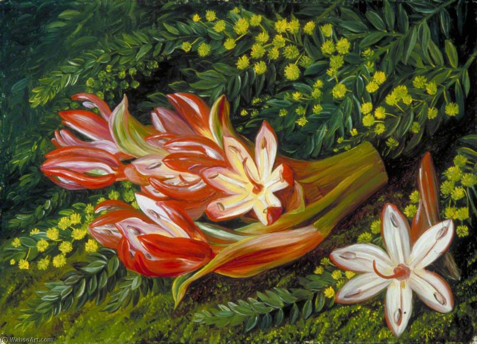 Australian Spear Lily And An Acacia — Marianne North