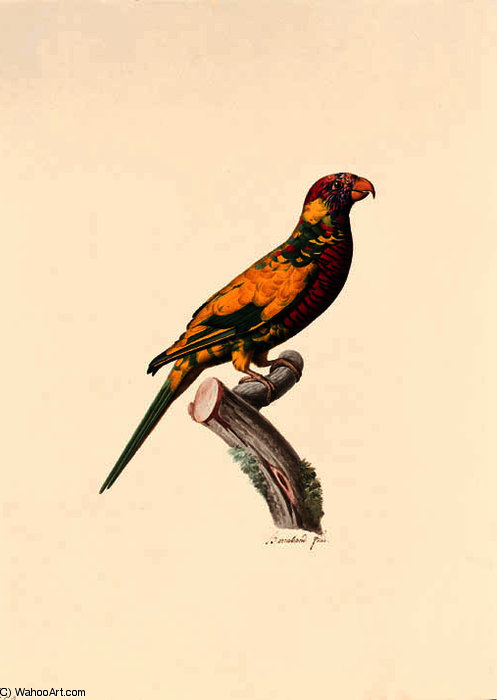 Trichoglossus Haematodus — ジャック・バラバン
