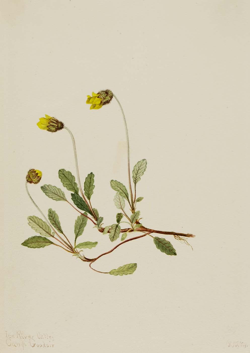 Yellow Dryad (dryas Drummondii) — Mary Morris Vaux Walcott