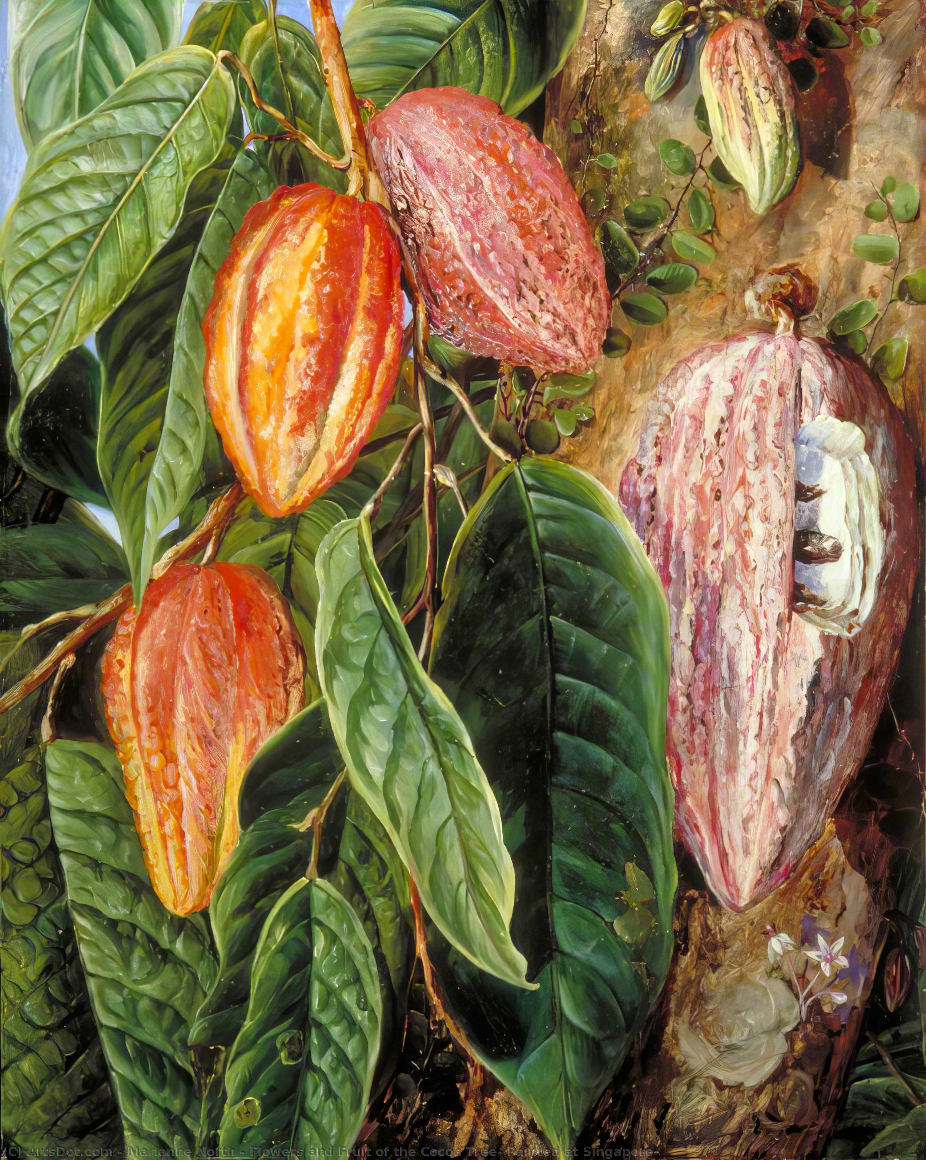 Flowers And Fruit Of The Cocoa Tree, Painted At Singapore — Marianne North