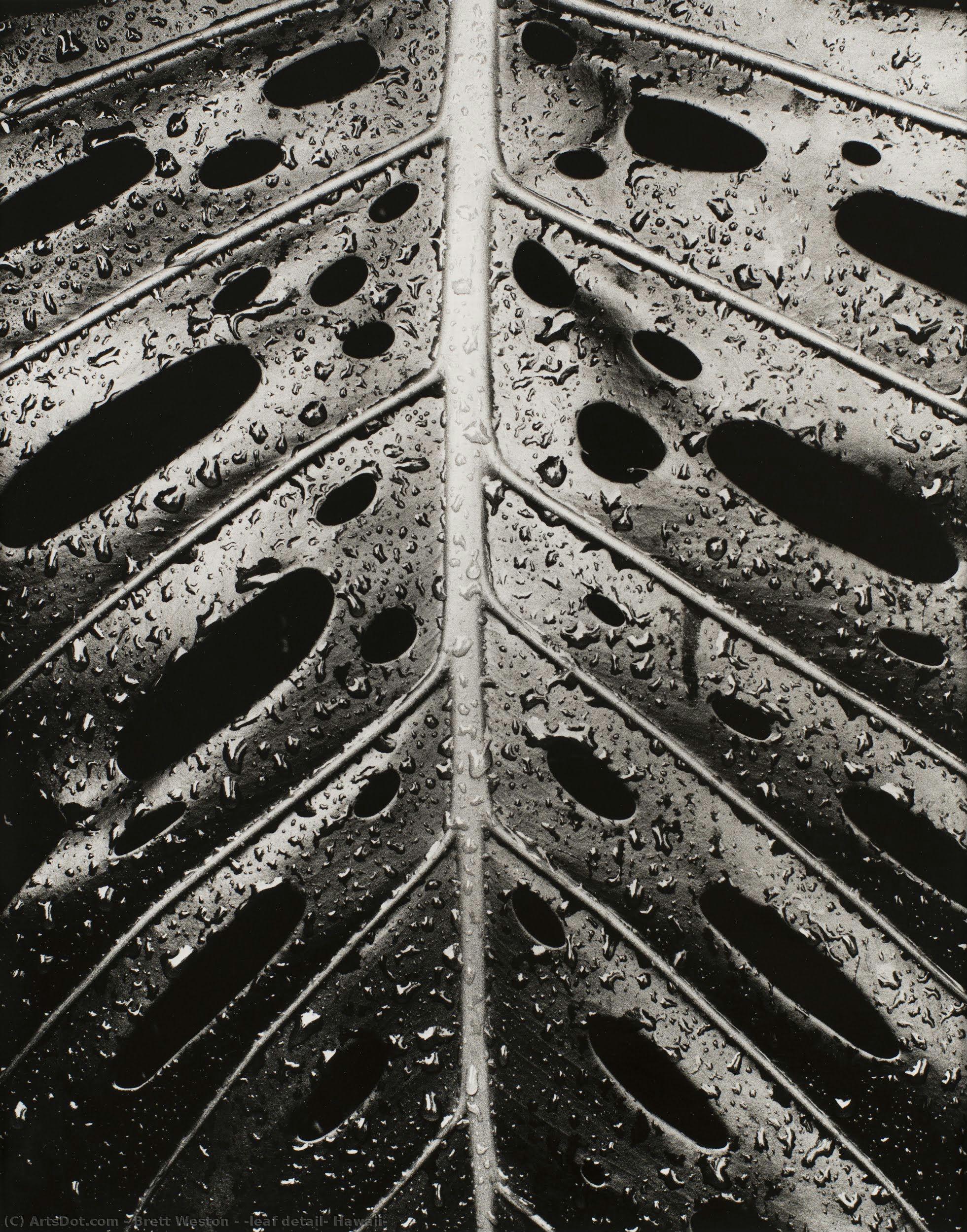 [leaf Detail, Hawaii] — Brett Weston