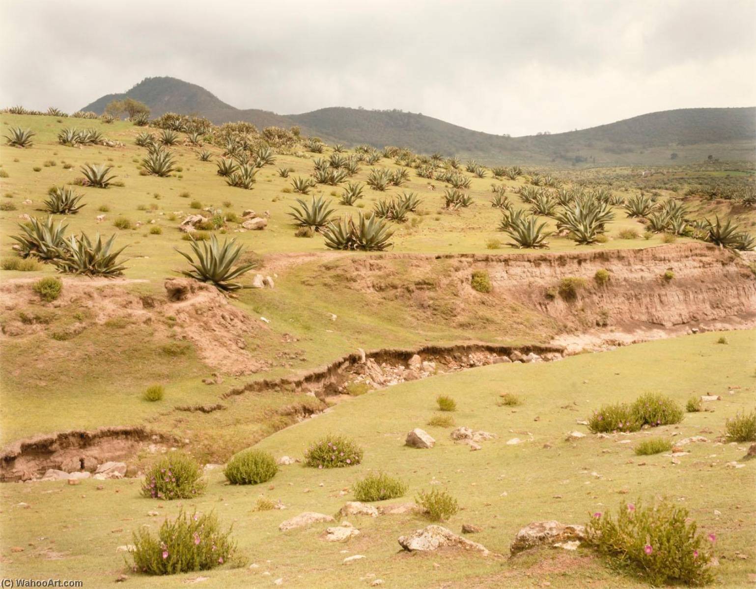 Maguey Field, Pachuea, Hildalgo, Mexico, From The Portfolio Shadowless Places, Deserts Of The Southwest — Frank Di Perna