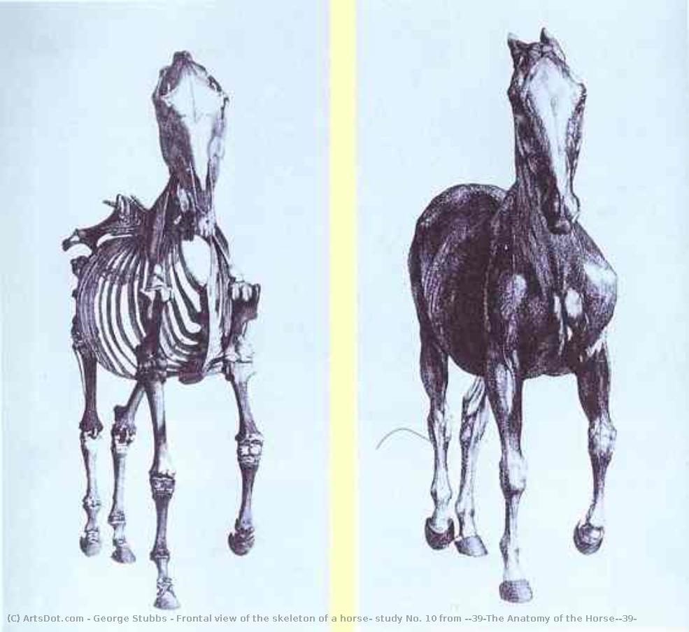 Frontal View Of The Skeleton Of A Horse, Study No. 10 From 'the Anatomy Of The Horse' — George Stubbs