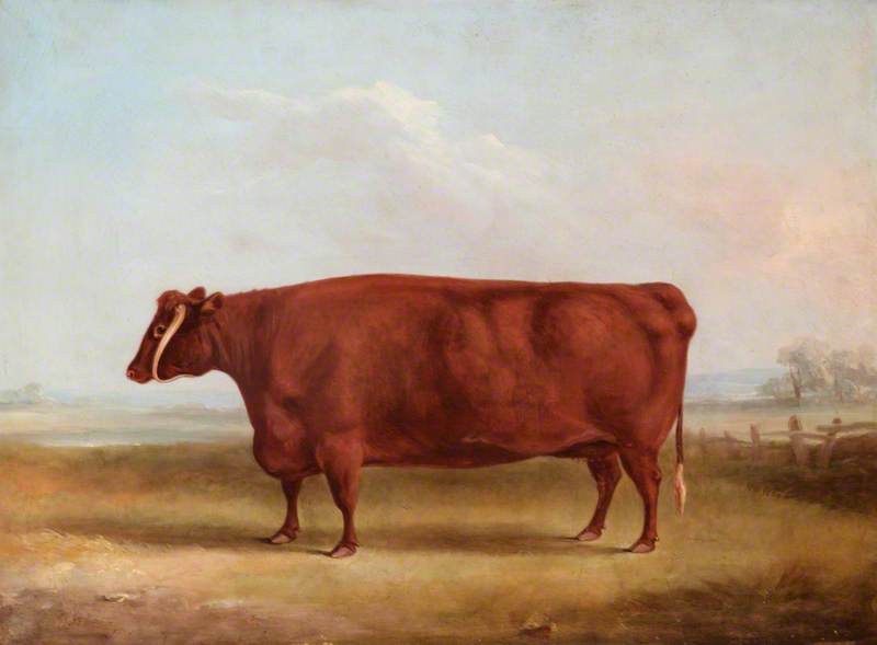 A Longhorn Cow In A Landscape, The Property Of John Henry Whitmore Jones Of Chastleton — William Henry Davis