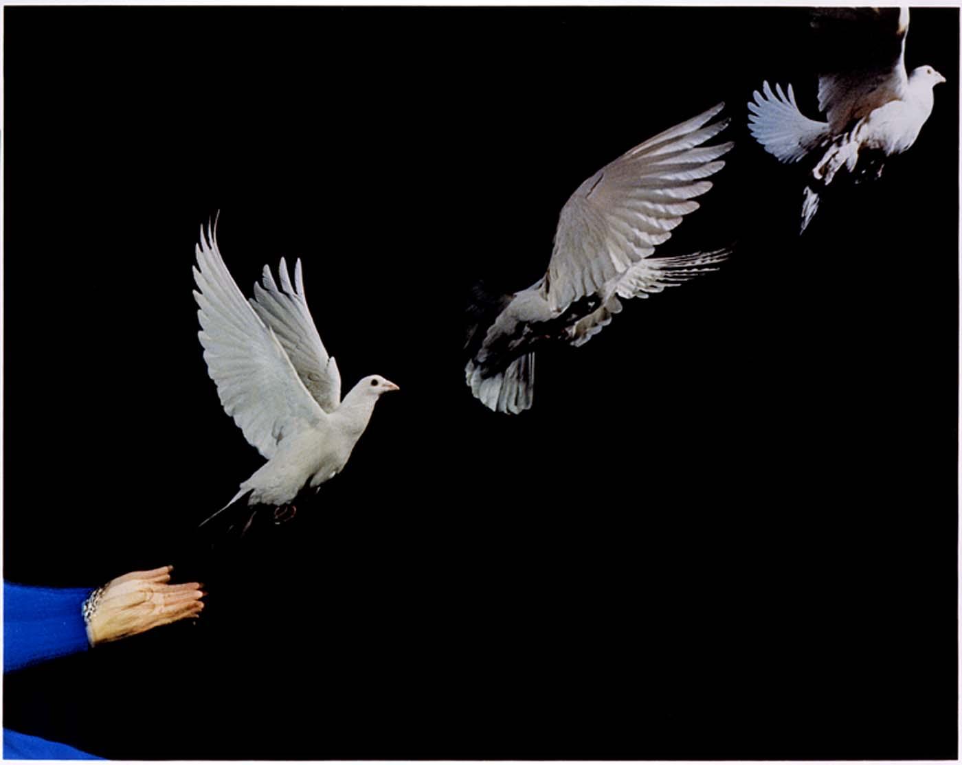 Pigeon Release — Harold E Edgerton
