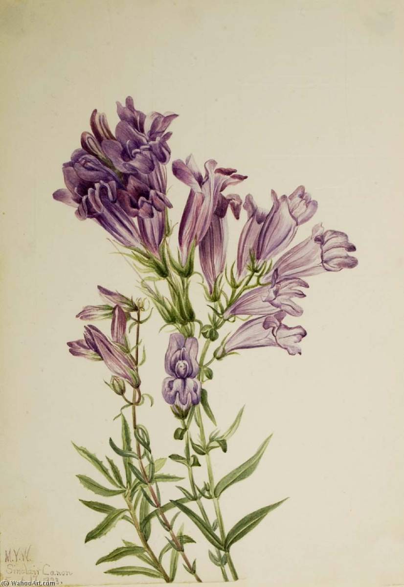 Purple Pentstemon (pentstemon Lyallii) — Mary Vaux Walcott
