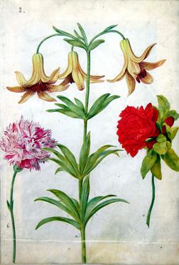 Flowers Etude — Maria Sybilla Merian