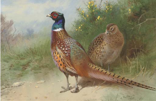 A Hen And Cock Pheasant By Gorse — Archibald Thorburn