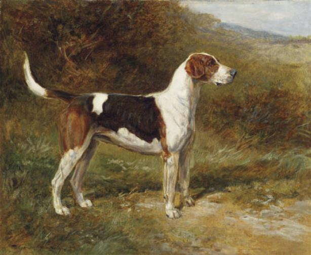 Sunshine, A Foxhound Of The Quorn — Heywood Hardy