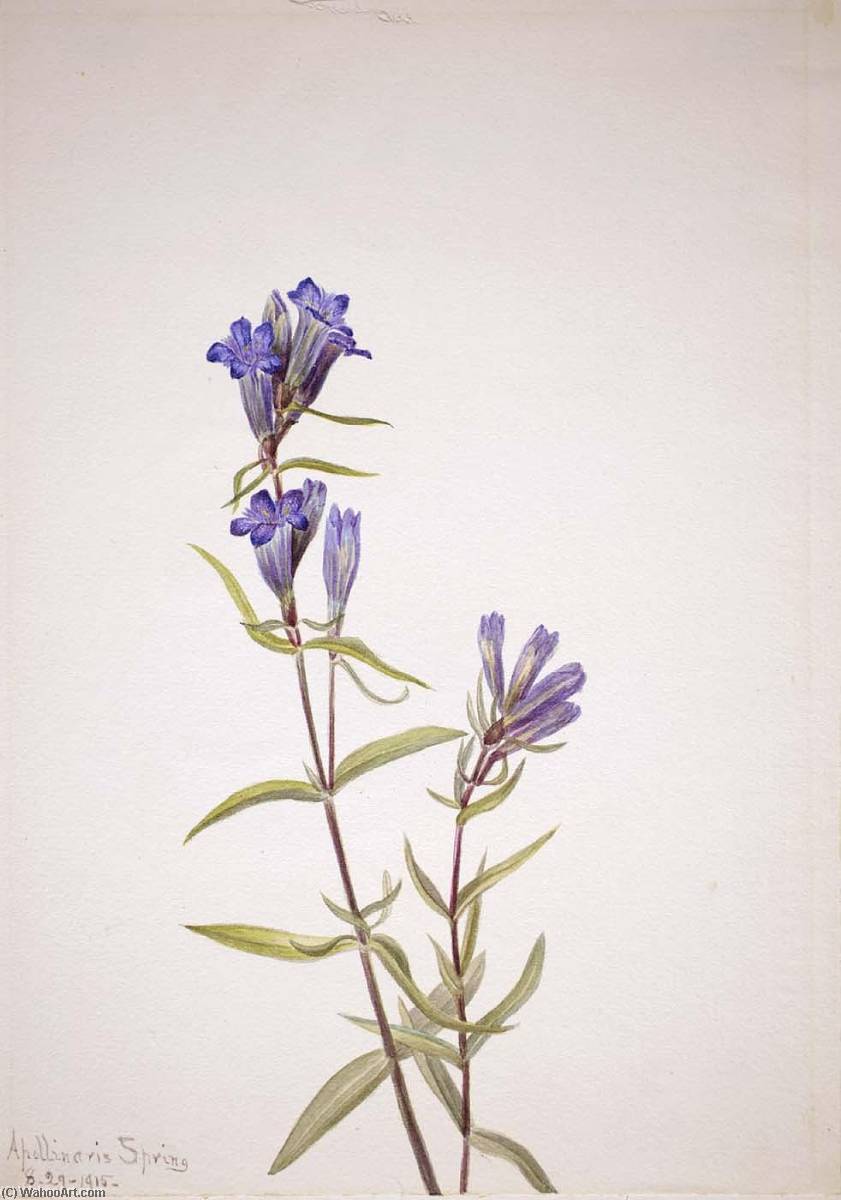 Gentian (gentiana Affinis) — Mary Morris Vaux Walcott