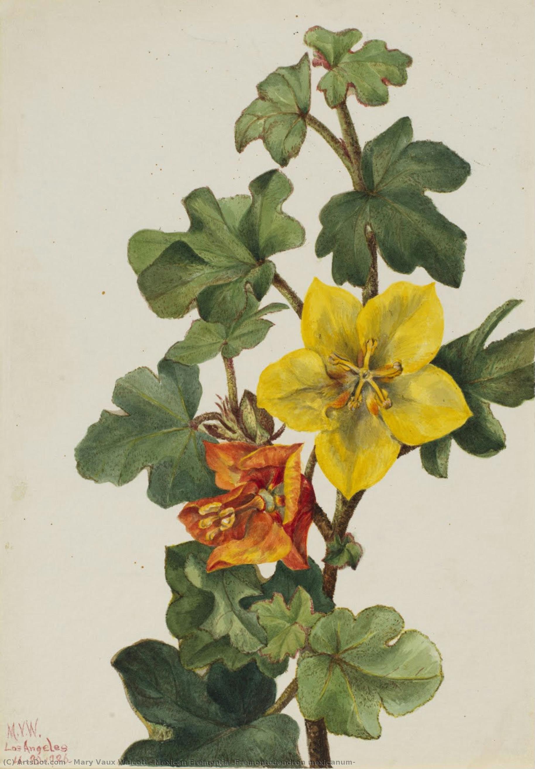 Mexican Fremontia (fremontodendron Mexicanum) — Мери Вокс Волкотт