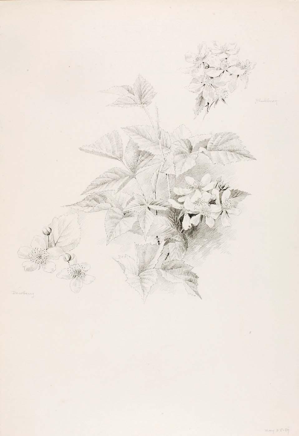 Untitled (dewberry And Blackberry) — George Elbert Burr